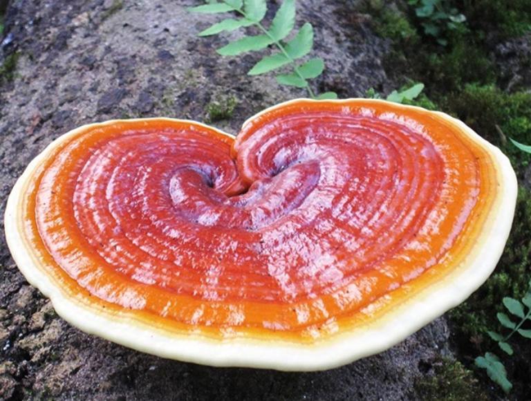 K&iacute;ch th&iacute;ch hệ thống miễn dịch