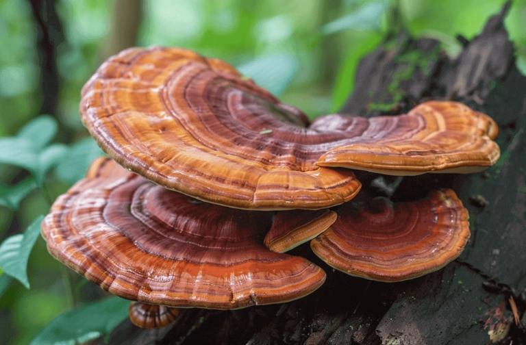 B&agrave;i thuốc phối hợp nh&acirc;n s&acirc;m v&agrave; đ&ocirc;ng tr&ugrave;ng hạ thảo