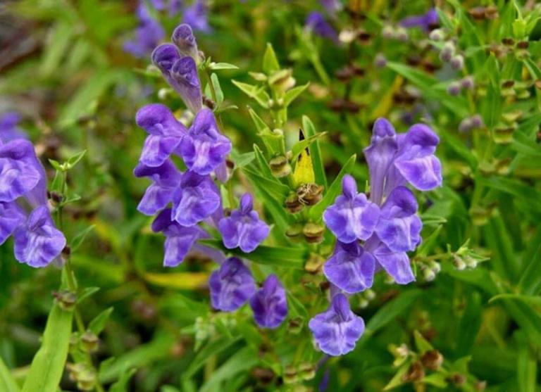 Hoạt chất ch&iacute;nh v&agrave; cơ chế ph&acirc;n tử của ch&uacute;ng