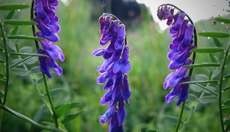 T&aacute;c dụng thanh nhiệt, giải độc, ti&ecirc;u vi&ecirc;m