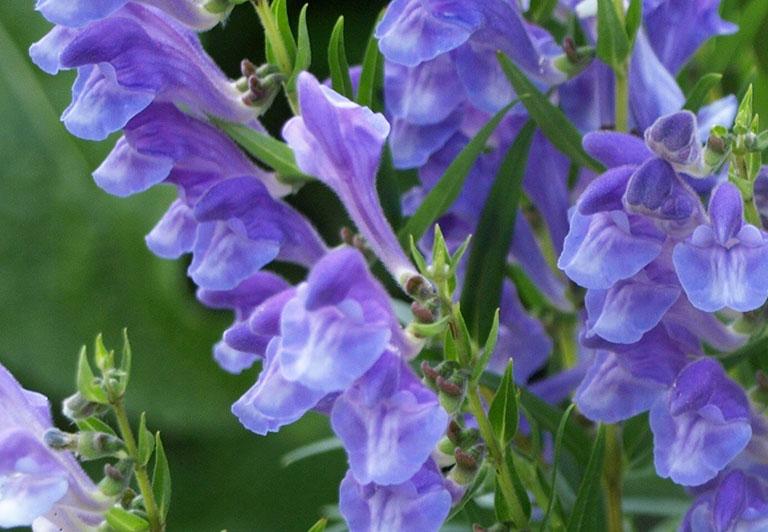 Đặc điểm sinh học v&agrave; ph&acirc;n loại trong Đ&ocirc;ng y